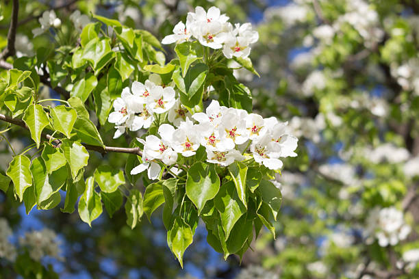 wild pear blossoms in spring, a large mature tree. Blooming garden, trees bloom, sunny spring day.
