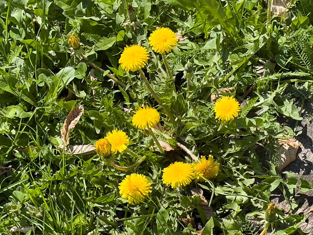 istock Bright yellow dandelions in vibrant green grass on a sunny day 2209580121