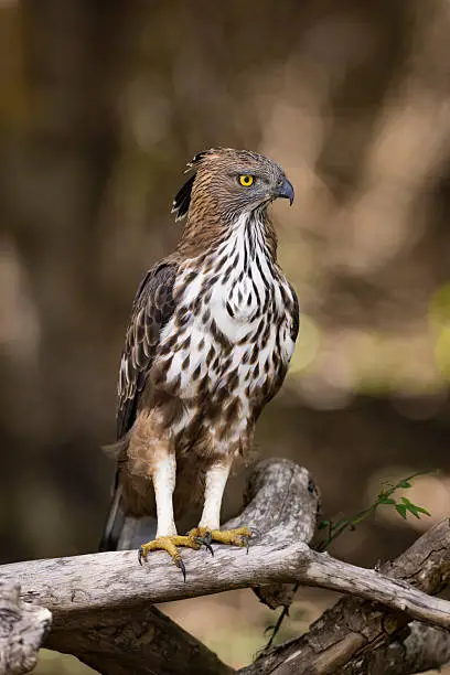 Photo of Crested Hawk Eagle