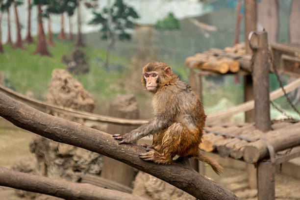A colorful Japanese Macaque sitting on a rock.