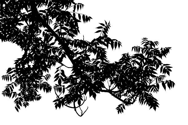 istock Vector illustration of young tree Ailanthus Chinese ash on white background 2209581224