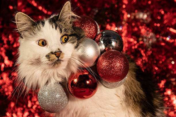 istock Stunning maine coon cross cat looking sideways surrounded by Christmas decorations with festive red, silver, glitter, shine and sparkle. Pet xmas cards. 2209581990
