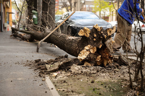 strong wind broke tree that fell on car in the parking lot. minor damage to the vehicle