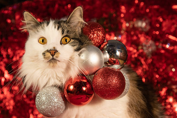 istock Stunning maine coon cross cat looking sideways surrounded by Christmas decorations with festive red, silver, glitter, shine and sparkle. Pet xmas cards. 2209582116