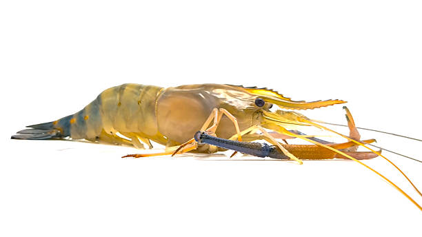 istock Fresh river prawns isolated on white background. Big freshwater prawns. River prawns for cooking. 2209582800