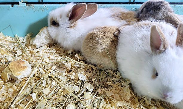 istock Adorable little bunny resting together 2209583368
