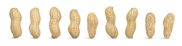 istock Diverse peanuts. Shelled raw peanut of different shapes standing vertically isolated. 2209583476