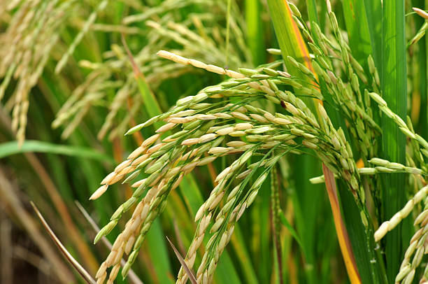 istock Golden grains or rice paddy field 2209584821