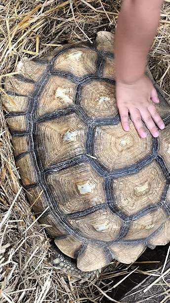 istock Brown turtle in the zoo 2209584841
