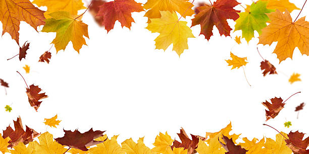 istock Autumn leaves border in various colors isolated on white background with clipping path. Gradient of maple leaves from green to dark red. Element for design. Vibrant fall foliage colorful garland 2209586384