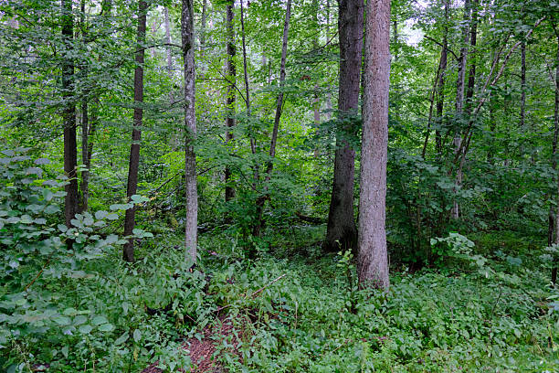 istock Late summer rich deciduous stand with old trees and lush foliage 2209586743