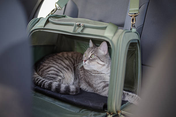 istock Tabby cat in pet carrier riding in a car 2209587530
