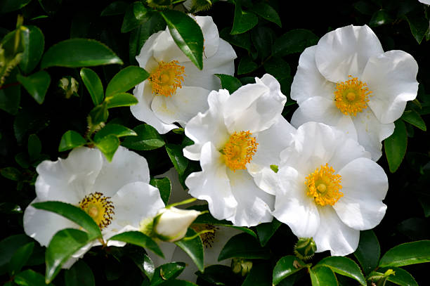 Macro image of Cherokee roses the state flower of Georgia, USA.