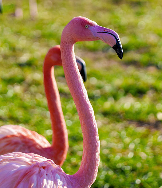 istock Pink flamingo 2209587689