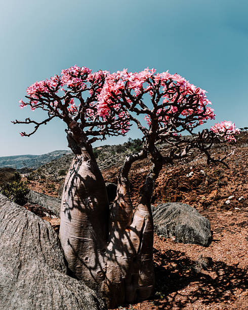 istock Bottle tree in bloom with distant dragon blood trees, Diksam Plateau, Socotra. 2209587903