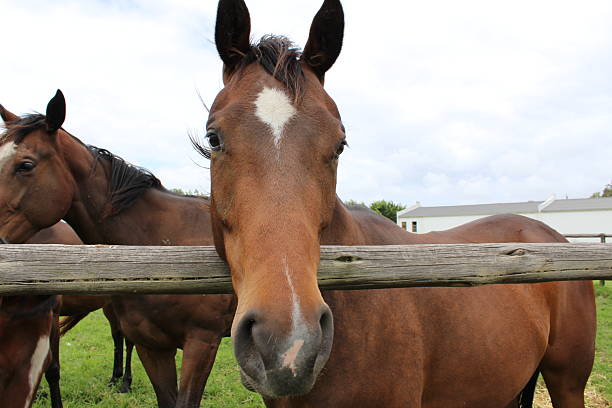 istock Horse portraits 2209588377