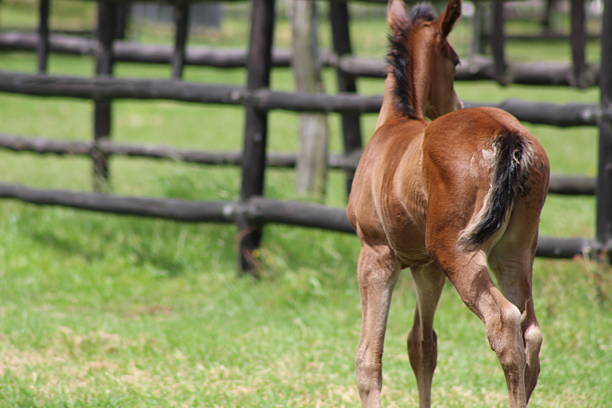 Horse foal on grass field