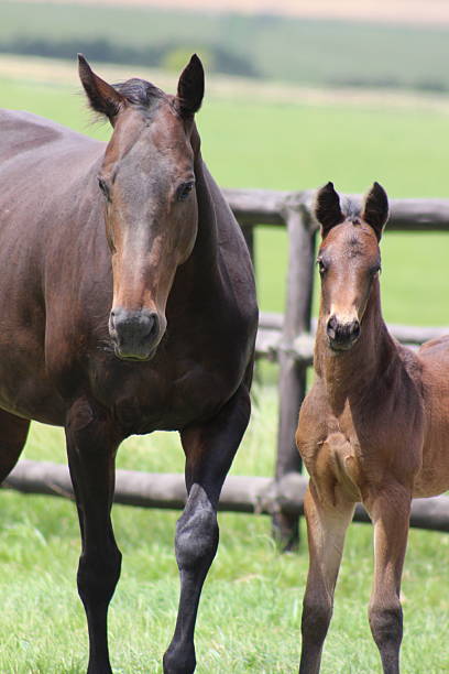 istock Horse mare with her foal 2209588478