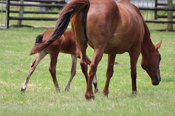 istock Horse mare with her foal 2209588482