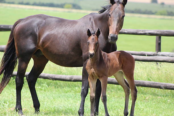istock Horse mare with her foal 2209588483