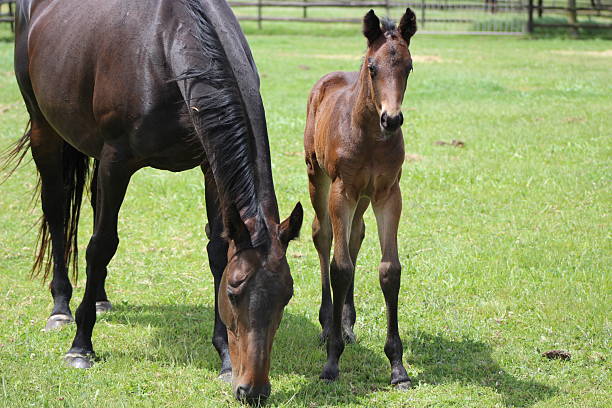 istock Horse mare with her foal 2209588500