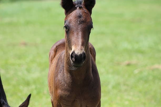 istock Horse foal on grass meadow 2209588507