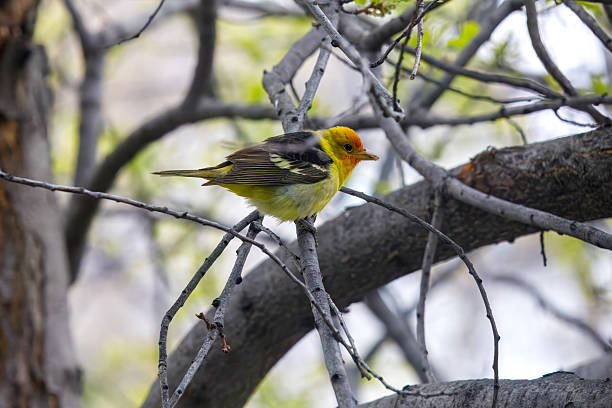 A striking male Western Tanager perched on a bare gray tree branch, its vivid orange-red head, bright yellow body, and dark wings with subtle white markings standing out against the muted backdrop. This image beautifully highlights the bird's vibrant colors and elegant form in its natural outdoor environment.