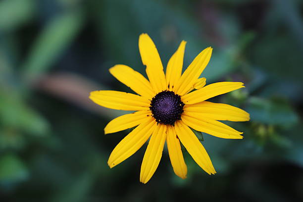 istock Black-eyed Susan (Rudbeckia hirta) 2209589184