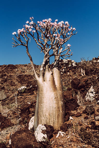 istock Blooming desert rose tree in Wadi Dirhur, Socotra Island, Yemen. 2209590421