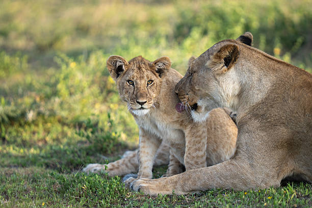 istock Lioness giving her cub a bath in the grass 2209591015