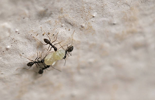 istock Black ants carrying a larva 2209591432