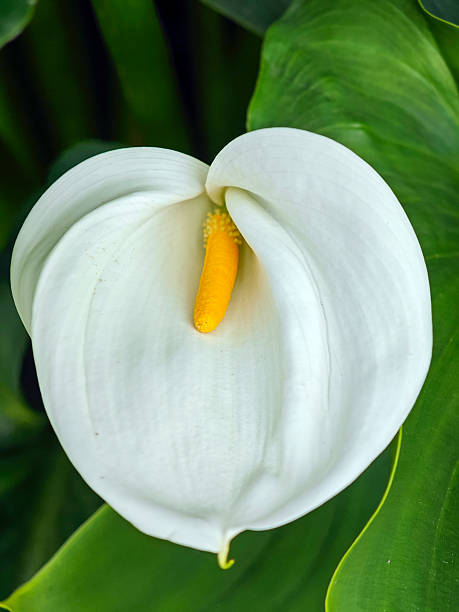 istock Close-up of a calla blossom 2209593481
