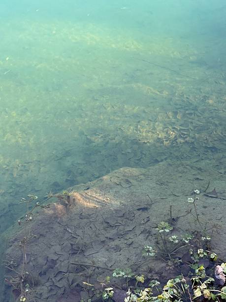 istock Shoreline Underwater View with Plants and Rock 2209597661