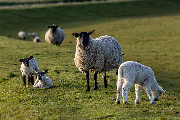 istock Ewes and lambs in the South Downs, on a sunny spring day 2209598103