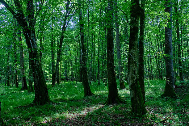 istock Moss wrapped old hornbeams and younger ones around 2209598456