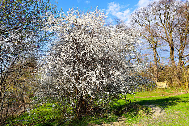 istock In early spring, a profusely blooming blackthorn (Prunus spinosa) tree, also known as sloe, is covered in numerous small white flowers. 2209599721