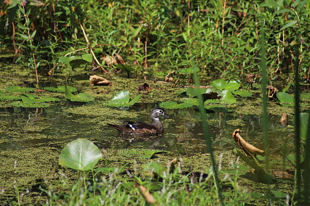 istock Female Wood Duck 2209601374