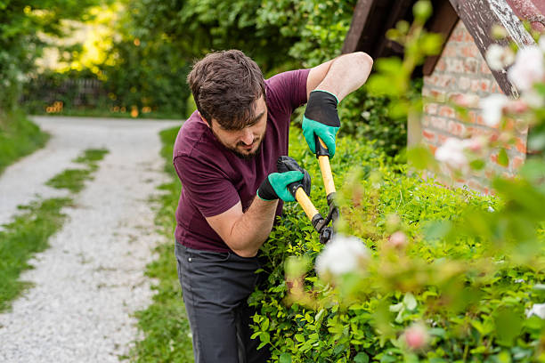 istock A man gardener trimming an hedge in spring yard. 2209603075