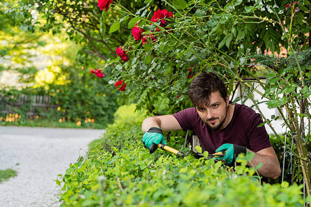 istock A man gardener trimming an hedge in spring yard. 2209603337