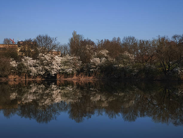 White flowers blooming on trees by a body of water, reflecting in the calm surface under a clear blue sky at dawn Nature park Smetanka