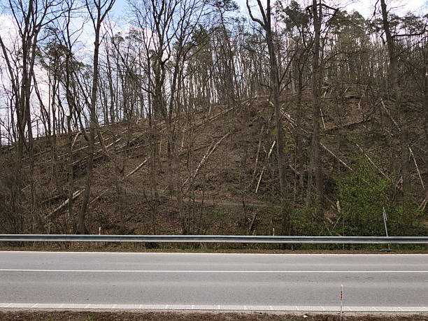 Fallen trees covering a hillside next to an asphalt road, showing the impact of a natural disaster or deforestation