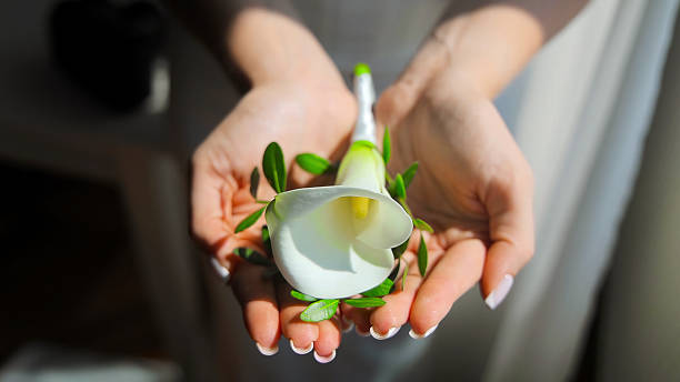 istock Hands holding a single white calla lily. A close-up of two hands gently holding a single white calla lily. 2209606786