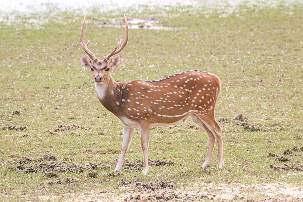 istock Male spotted deer with horns 2209606984