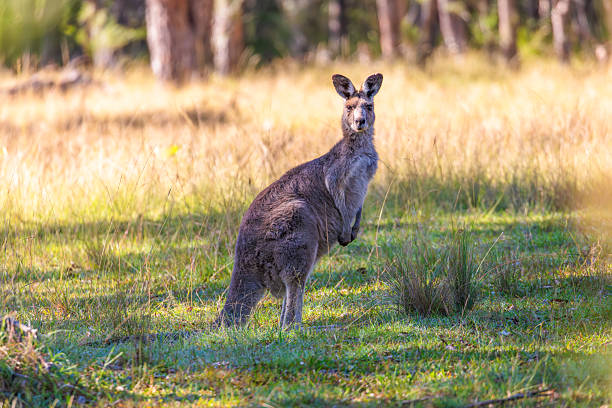 istock A Kangaroo standing in a grassy field in the sunshine 2209611038