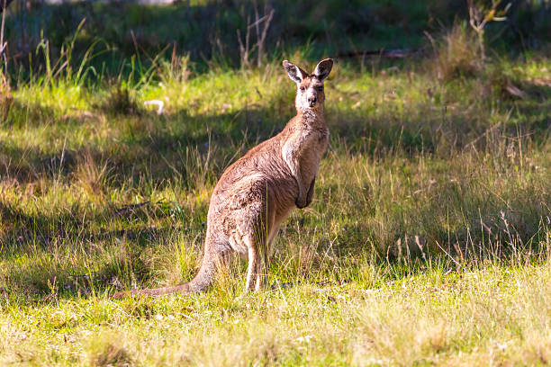 istock A Kangaroo standing in a grassy field in the sunshine 2209611041