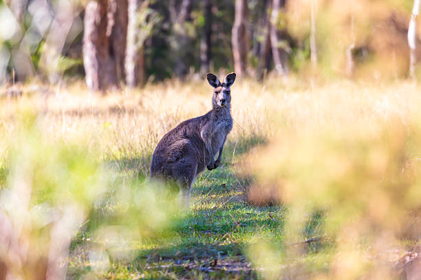 istock A Kangaroo standing in a grassy field in the sunshine 2209611098