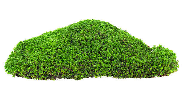 istock Green mossy hill isolated on a white background. Forest moss. 2209611673