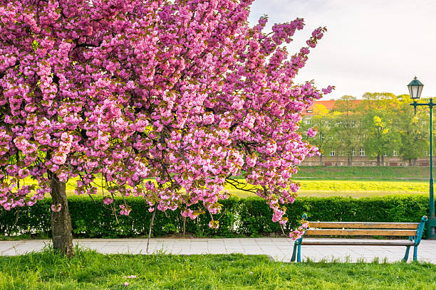 istock pink cherry blossom on a sunny morning 2209614477