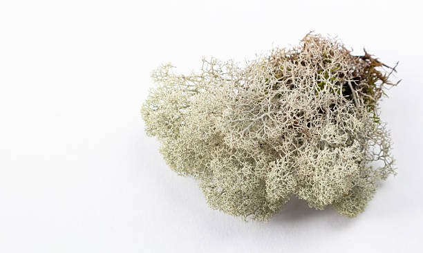 istock White moss-lichen on a white background isolated with space for text. 2209615973