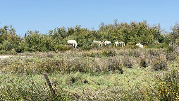 Animals in the south of France